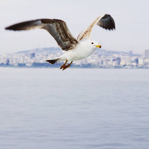 Kostenloses Stock Foto zu fliegen, möwe, vogelfotografie