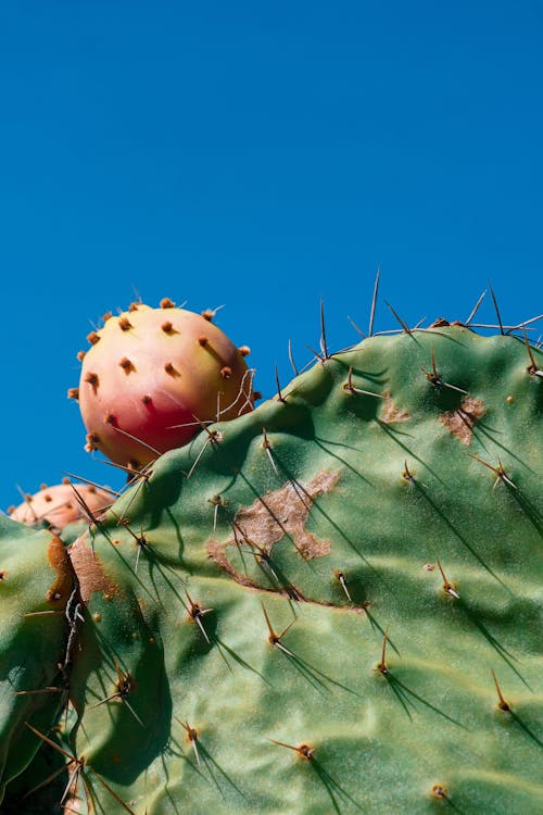 Free Low Angle Shot of a Cactus Plant  Stock Photo