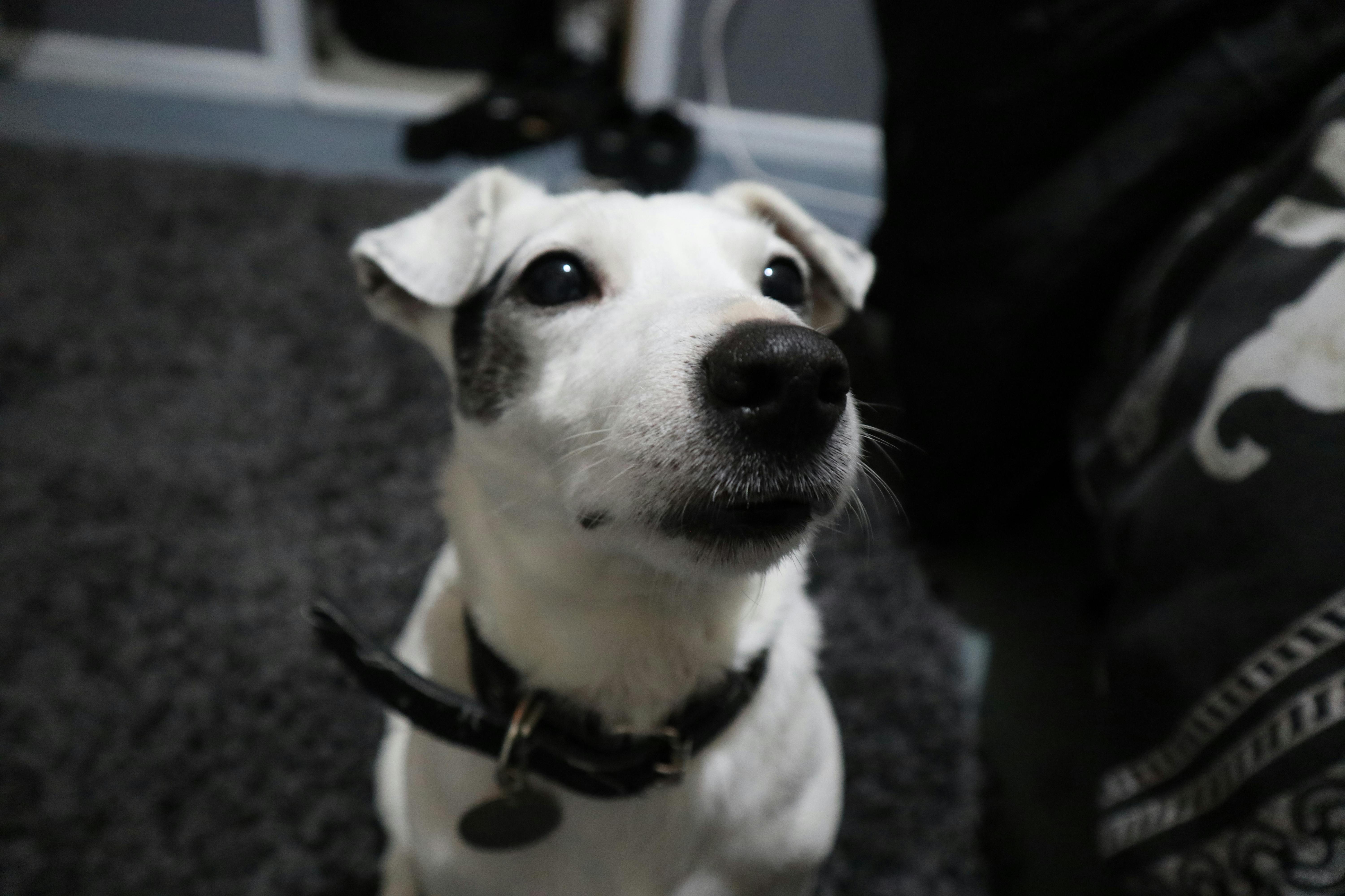 可愛い 小型犬 犬の無料の写真素材