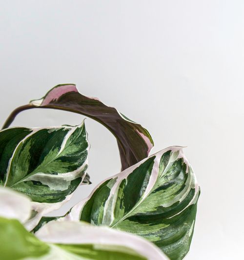Free Close-up of variegated leaves showcasing intricate patterns and textures, perfect for nature themes. Stock Photo