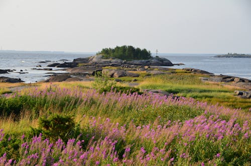 Foto d'estoc gratuïta de camp, espígol, flors