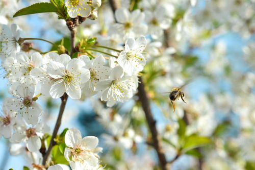 Free Close-up of a bee pollinating white plum blossoms, showcasing spring freshness and vibrant nature. Stock Photo