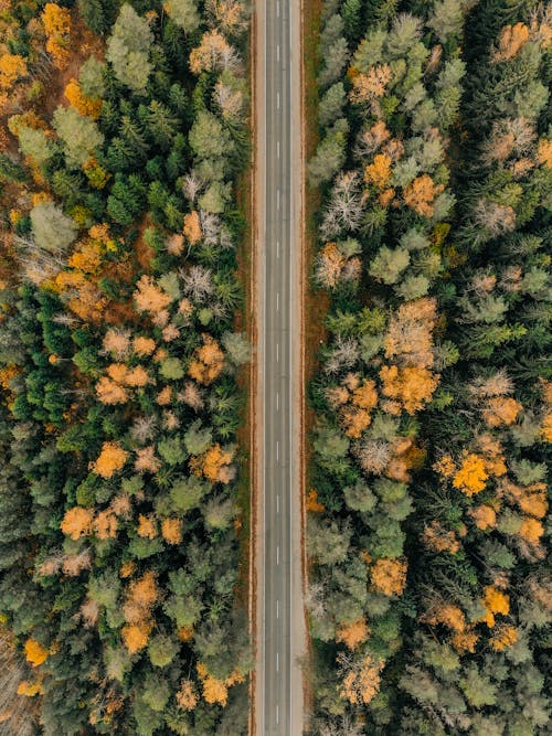 Straight Road Between Trees