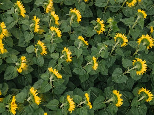 Ilmainen kuvapankkikuva tunnisteilla auringonkukat, kasvi, keltaiset kukat