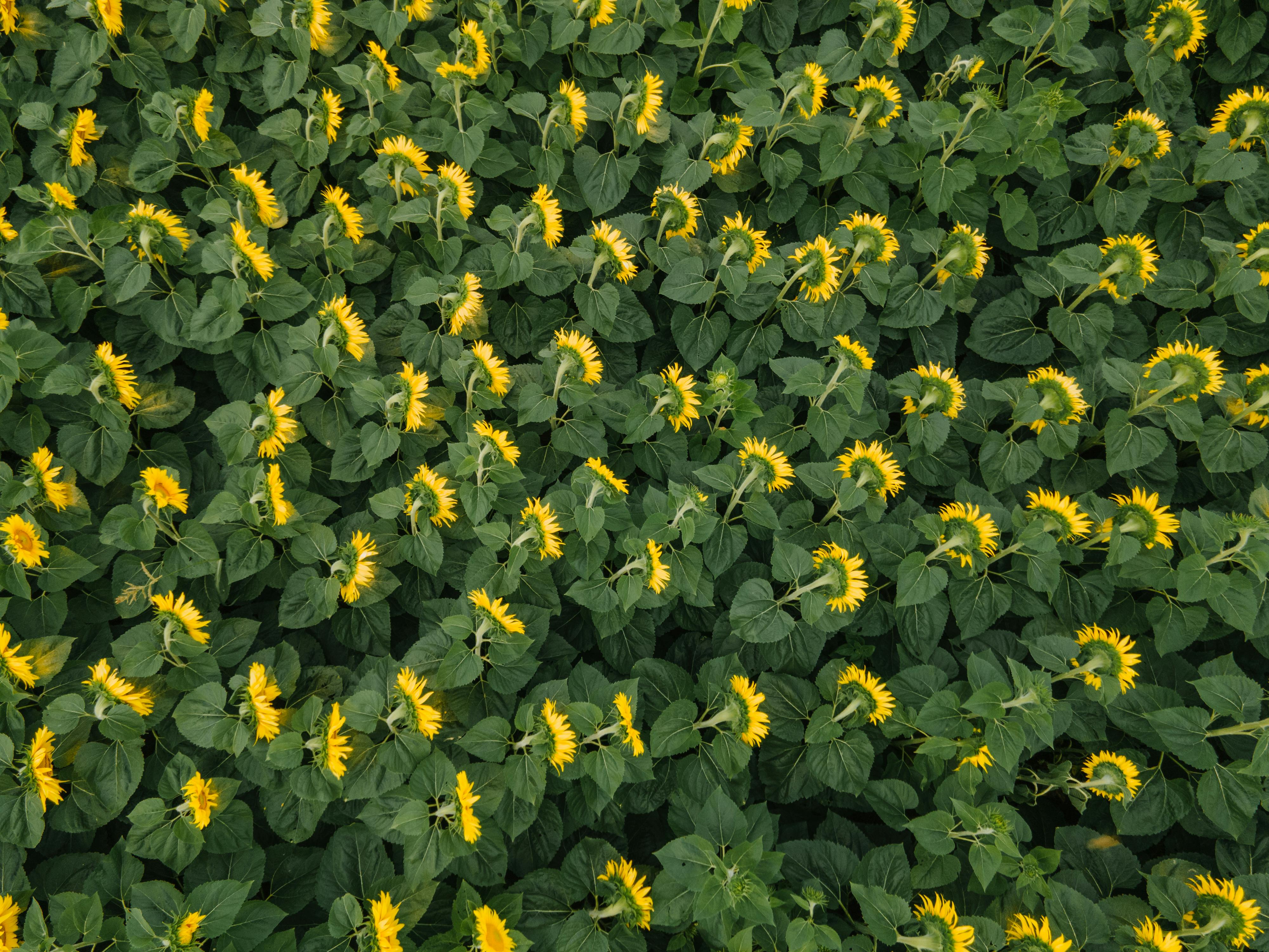 Stunning aerial shot of a lush sunflower field, showcasing vibrant yellow blossoms in full bloom.