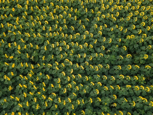 Drone Shot of a Sunflower Field