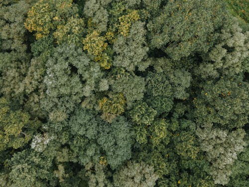 Aerial Footage of Green Trees