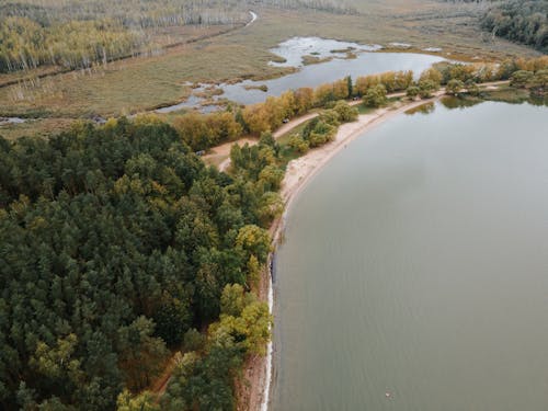 Forest near a Lake