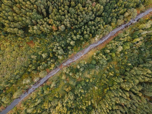 Drone Shot of a Narrow River between Trees