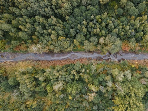 Bird's-eye View of a Narrow River between Trees