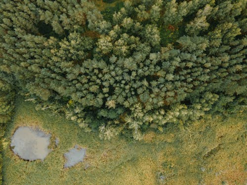 Drone Shot of a Swamp near Forest