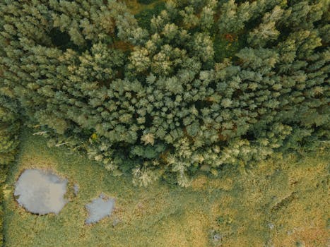 High-angle aerial shot capturing a dense forest and swamp area, showcasing lush greenery.