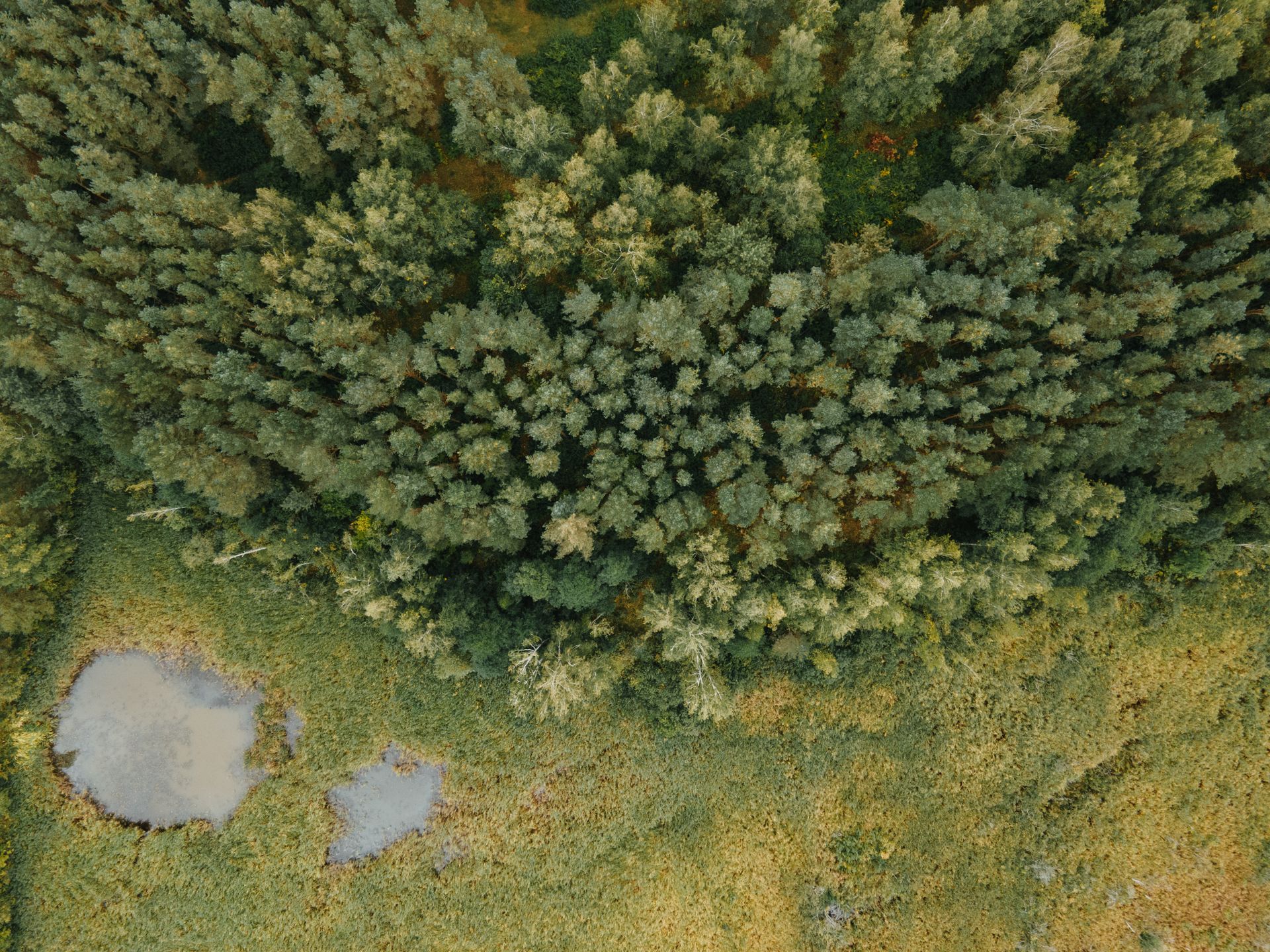 Drone Shot of a Swamp near Forest