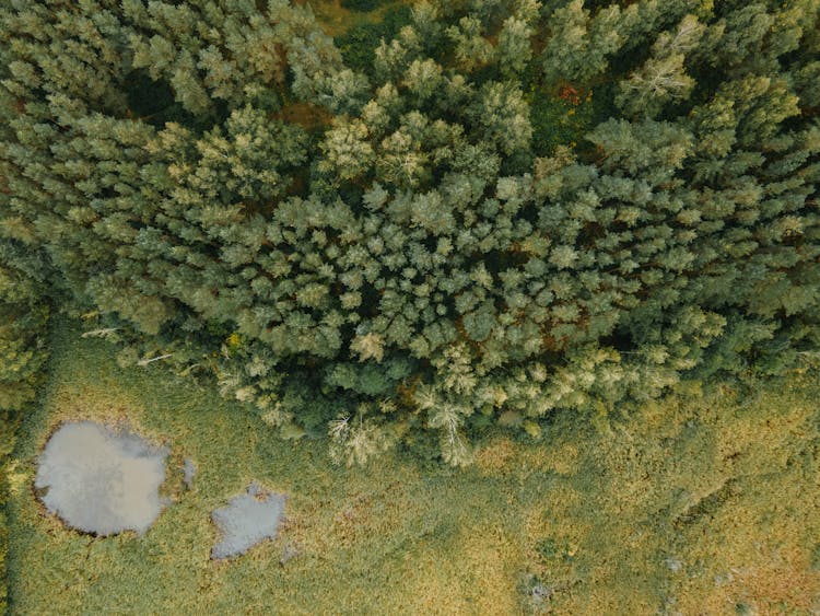 Drone Shot Of A Swamp Near Forest