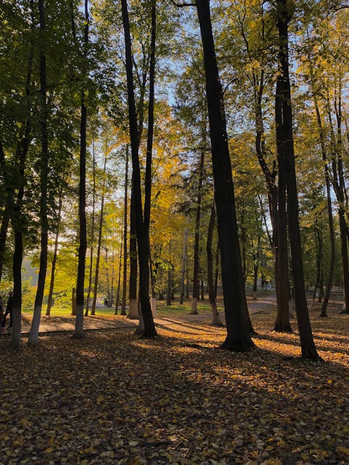 Безкоштовне стокове фото на тему «дерева, навколишнє середовище, опале листя» стокове фото