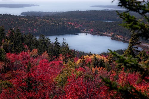 Бесплатное стоковое фото с воздушная съемка, деревья, озеро