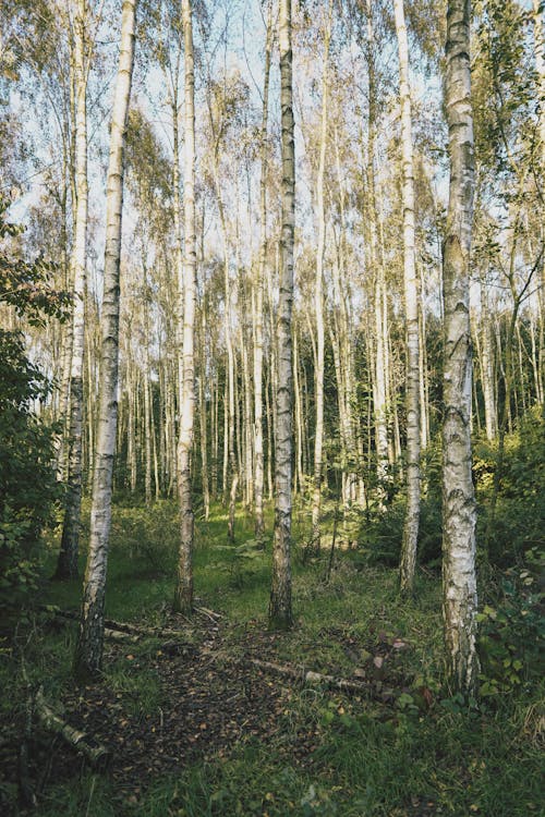 Free Trunks of Tall Trees  Stock Photo