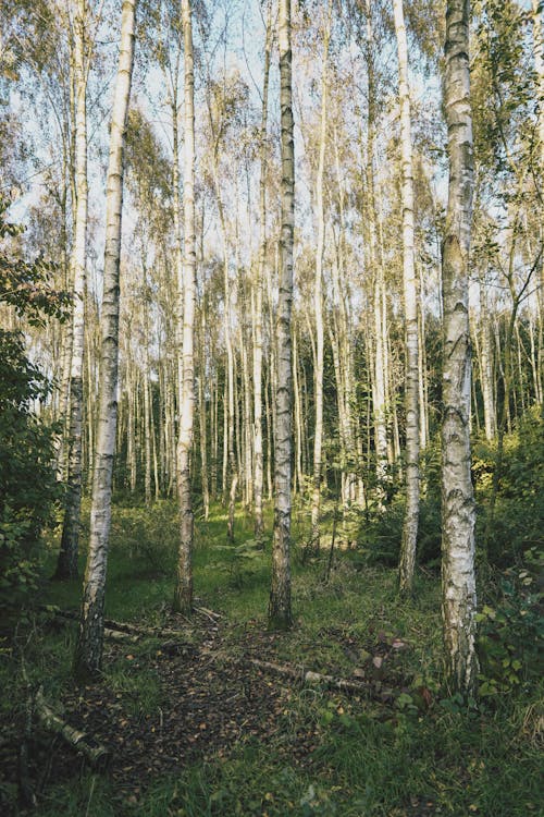 Trunks of Tall Trees 