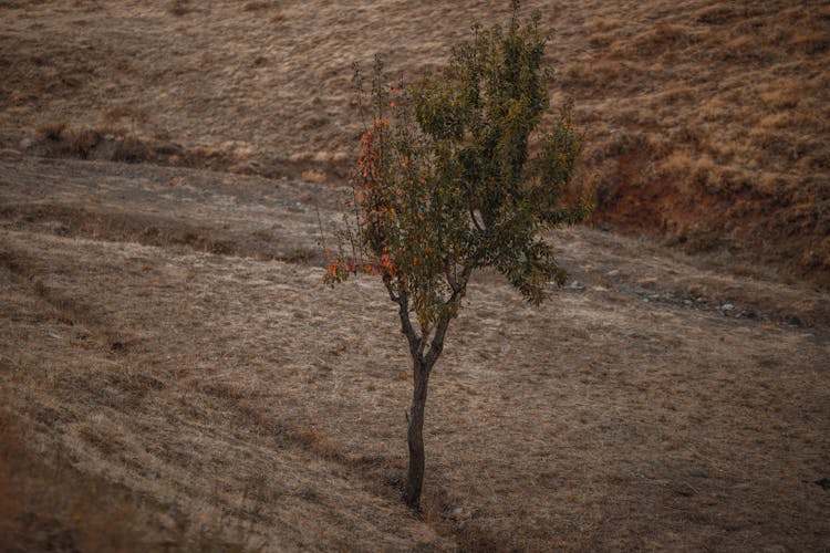 Wilting Leaves Of A Tree On A Grass Field