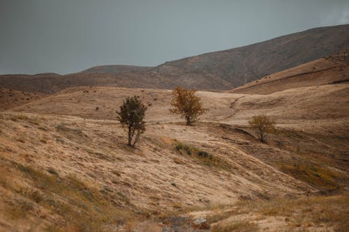 Darmowe zdjęcie z galerii z drzewa, fotografia przyrodnicza, góra