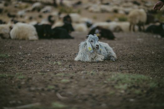 Angora Foat resting on a Dirt Ground in Tilt-Shift Lens 