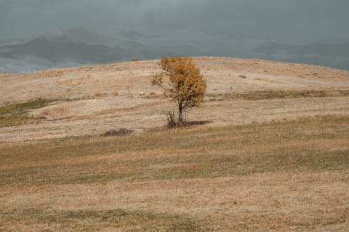 Fotobanka s bezplatnými fotkami na tému krajina, osamelý, pestovanie