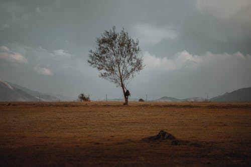 A Tree on the Field