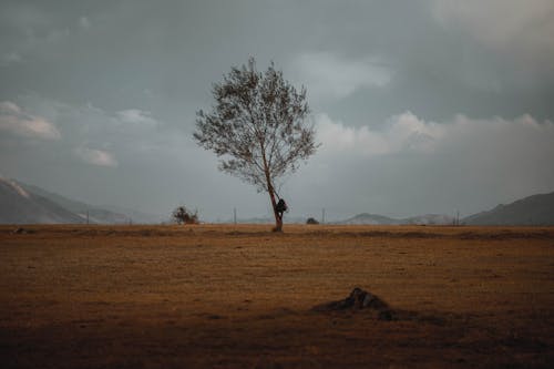 Fotos de stock gratuitas de al aire libre, árbol, campo