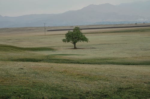 Green Tree on Green Grass Field