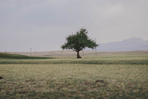 Green Tree on Green Grass Field