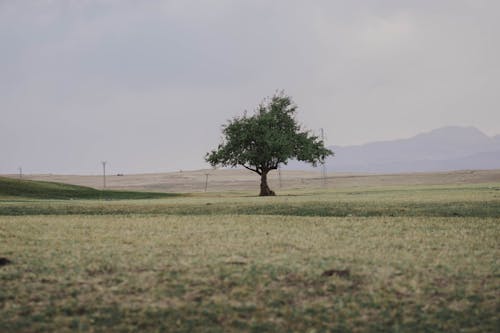 Fotos de stock gratuitas de árbol, cadenas montañosas, fotografía de naturaleza