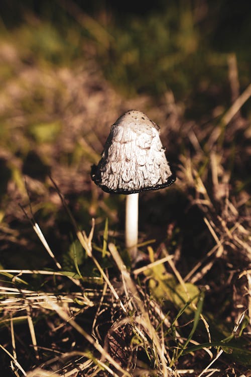 A Mushroom in the Grass