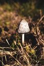 A Mushroom in the Grass
