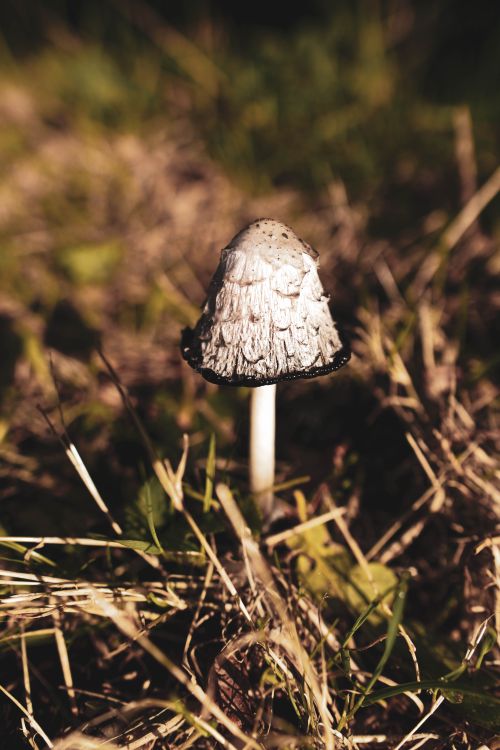 Free Close-up view of a shaggy mane mushroom in grass, showcasing natural textures. Stock Photo