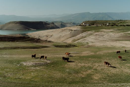 Animals on Green Grass Field