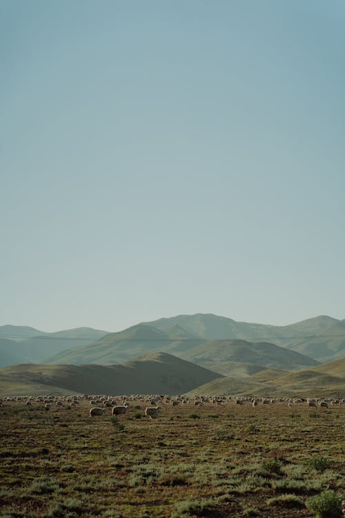 Herd of sheep on Pasture Grass