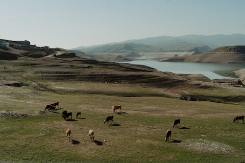 免費 俄國, 奶牛, 景觀 的 免費圖庫相片 圖庫相片