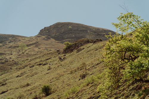 Free Scenic hilly terrain with cattle grazing on a sunny day, surrounded by lush green nature. Stock Photo