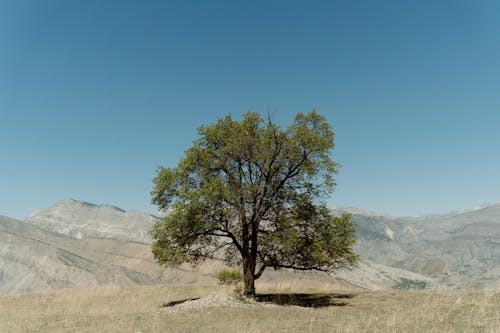 Free Green Tree in the Mountains Stock Photo