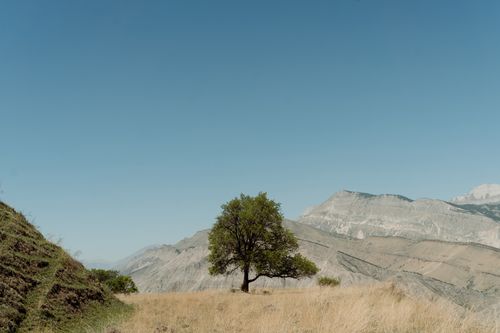 Free A solitary tree stands amidst the rugged hills of Dagestan under a clear blue sky. Stock Photo