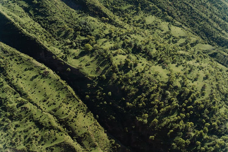 Aerial View Of Green Hills And Trees