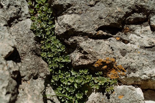 成長, 植物, 石の無料の写真素材