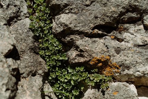 Free Detailed view of small green plants growing between textured rocky surfaces. Stock Photo