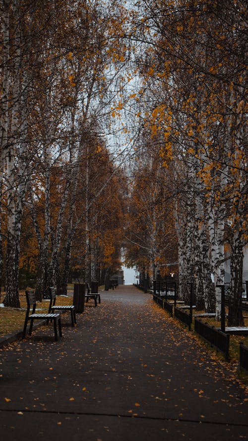 Imagine de stoc gratuită din anotimp, arbori, bănci