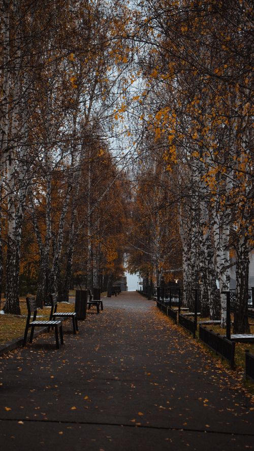 Free Tranquil park pathway lined with trees and benches in an autumn setting. Stock Photo