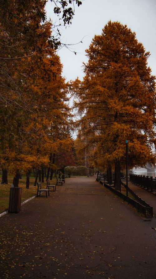 Free Peaceful autumn park scene with golden trees and empty benches on a quiet pathway. Stock Photo