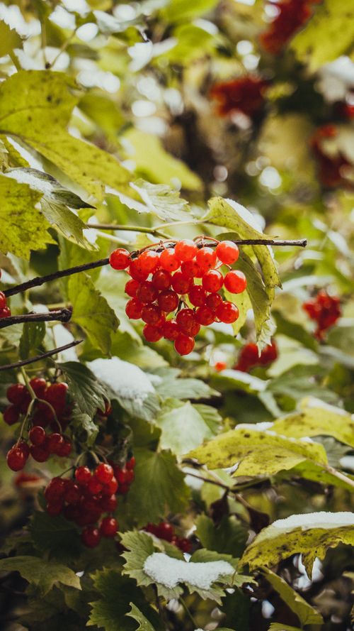 Free Detailed shot of bright red berries amidst lush green leaves in natural light. Stock Photo