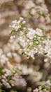 Clusters of Small White Flowers in a Branch
