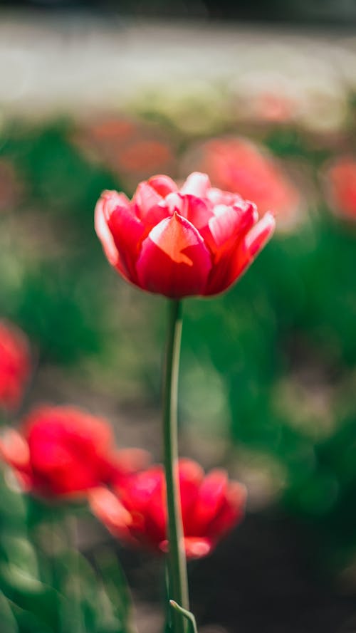 Free A Tulip in Full Bloom Stock Photo
