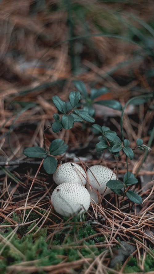 Mushrooms Growing on Ground
